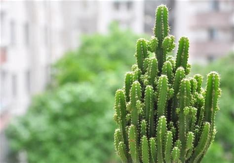 挡煞植物|專家推薦：最強擋煞植物